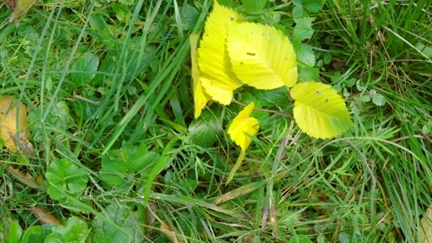 Overhead view of bright yellow fallen leaves lifting and curling on green grass  Stock Footage 345488130