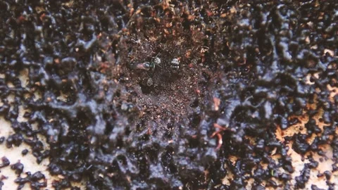 Overhead view of bugs and flies working in and out of ground hole in HD Stock Footage 157559482