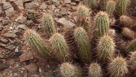 Overhead view of Cactus sliding shot Stock Footage 93996095