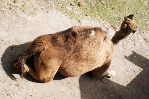 Overhead View of a Camel Stock Photos
