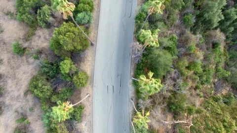 Overhead View Car Drives Down a Road Lined with Palm Trees Stock Footage 116523731