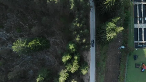 Overhead View of A Car Driving Through a Mountain Pine Forest Stock Footage 95003826