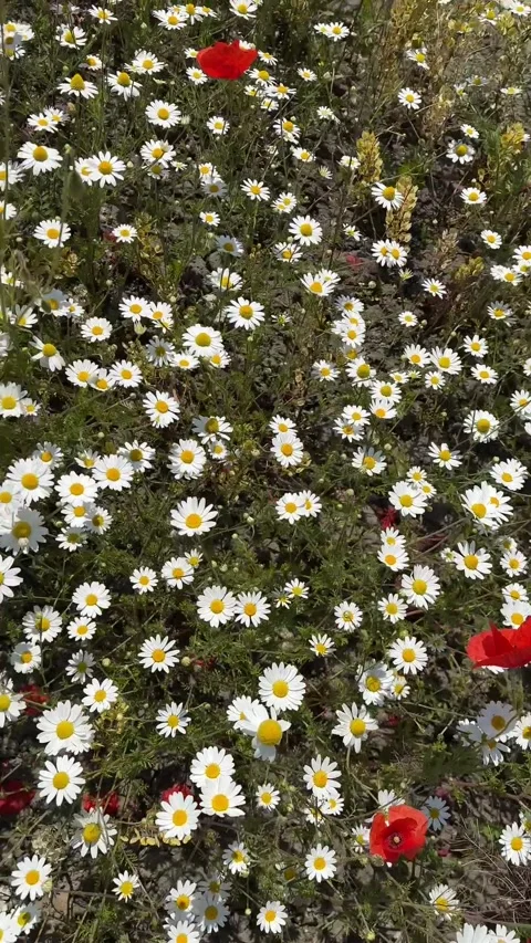Overhead view of chamomile flowers field Stock Footage 244799715