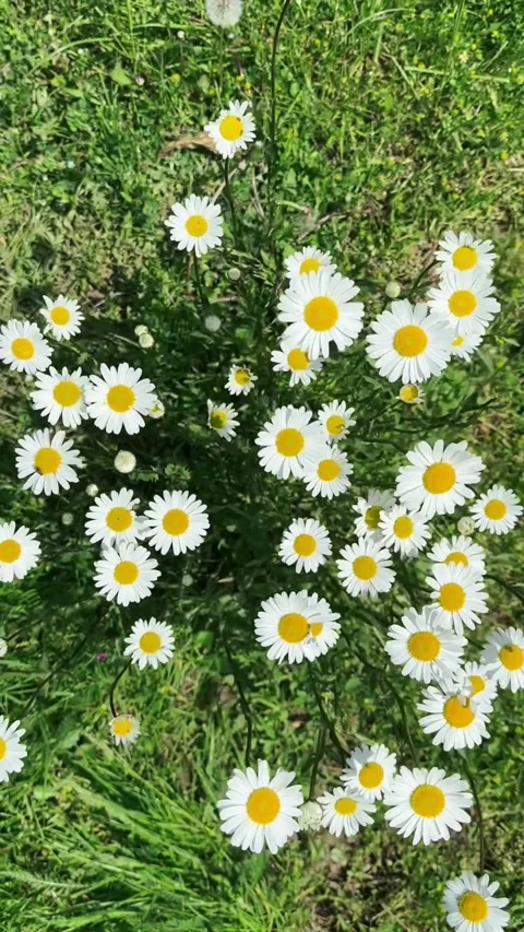 Overhead view of chamomile flowers Stock Footage 247459150
