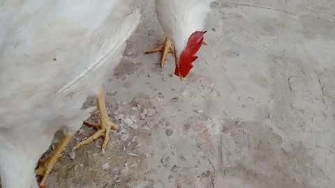 Overhead View of Chickens Having Breakfast 스톡 동영상 347758022
