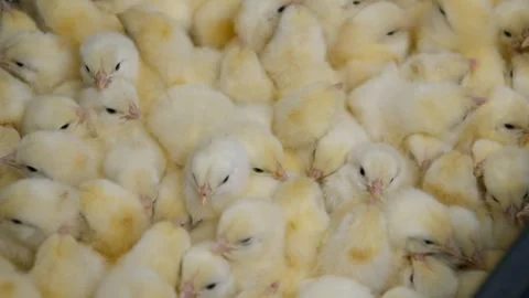 Overhead view of chicks filling a box Stock Footage 295125392