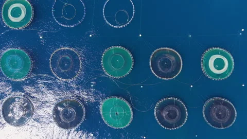 Overhead view of circular fish farm cages floating on deep blue ocean water Stock Footage 341303409
