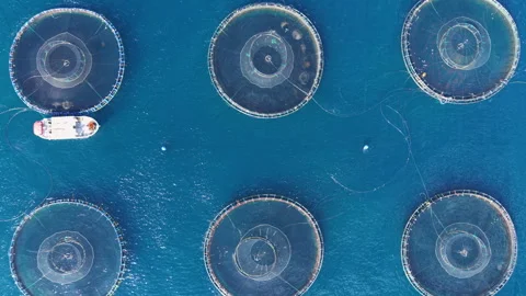 Overhead view of circular fish farm cages floating on vivid blue ocean water Stock Footage 342478161