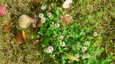 Overhead view of clover patch with white blossoms and scattered fallen leaves on Stock Footage 345402594