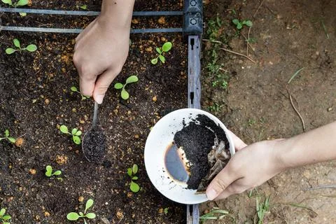Overhead view of coffee grounds being added to baby vegetables plant as natural Stock Photos