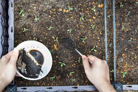 Overhead view of coffee grounds being added to baby vegetables plant as natural Stock Photos