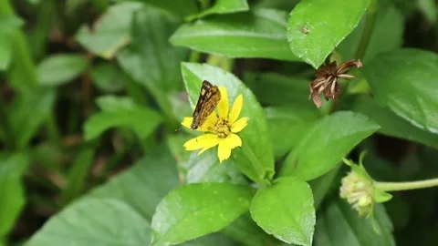 Overhead view of a common bush hopper butterfly on top of a yellow flower Video stock 161364146