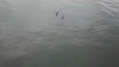 Overhead view of Common dophins in dark water Stock-Footage 170216853