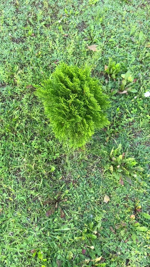 An overhead view of a coniferous thuja bush. Vertical video Stock Footage 282789929