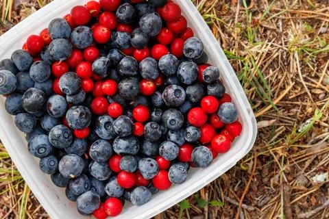 Overhead view of a container filled with freshly picked wild bilberries and.. Stock Photos
