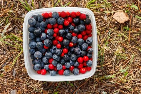 Overhead view of a container filled with freshly picked wild bilberries and.. Stock Photos