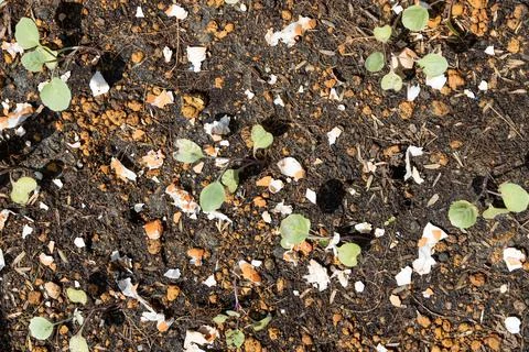 Overhead view of crushed egg shell scatted onto soil as organic fertilizers for Stock Photos
