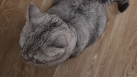 Overhead view of a cute grey tabby cat with closed eyes resting on a wooden Stock Footage 339193515