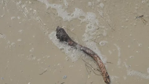 Overhead view of  a dark stick in light brown sand in shallow water with small w Video stock 268434475