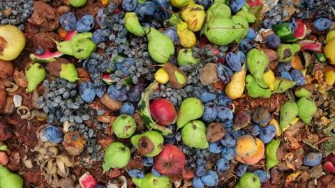 Overhead View of Decaying Fruit Compost Pile Stock Footage 330941922