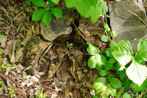 Overhead view of a decaying tree stump surrounded by forest floor debris moss 库存照片
