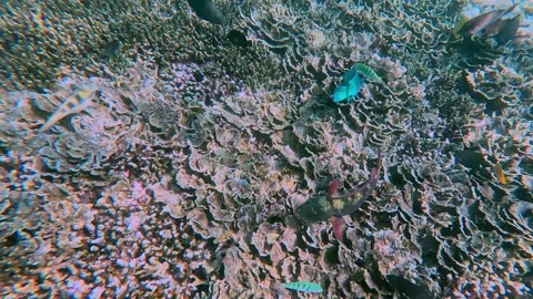 Overhead view of a dense coral reef displaying intricate patterns and textures Vídeo Stock 332216609
