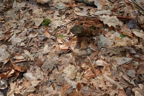 Overhead view of a dense forest floor covered in fallen dry leaves twigs pine Фото
