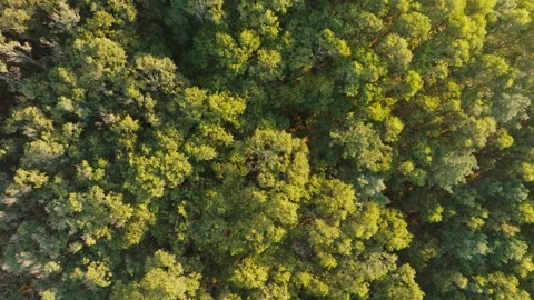 Overhead View Of Dense Forest With Green Foliage In Summer. - aerial Stock Footage 252833615