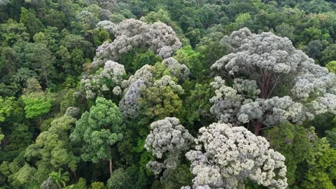Overhead View of Dense Forest with Trees in Full Bloom Stock Footage 339827717