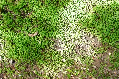 Overhead view of dense green ground cover 스톡 사진