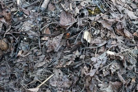 Overhead View of Dense Pile of Dry Fallen Autumn Leaves Twigs and Branches .. Stock Photos