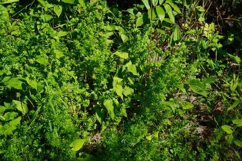 Overhead view of dense verdant undergrowth Stockfoto's