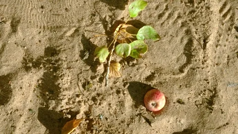Overhead view of detached leafy branch and red apple on sunlit sandy ground with Stock Footage 345401629