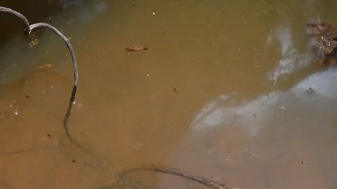 Overhead view of a dirty small ditch with the tadpoles living it Video stock 251368065