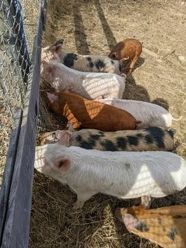 Overhead View of Diverse Piglets Lining Up Along a Fence in a Sunny Pen Stock Photos