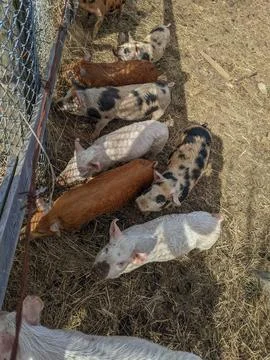 Overhead View of Diverse Piglets Lining Up Along a Fence in a Sunny Pen Stock Photos