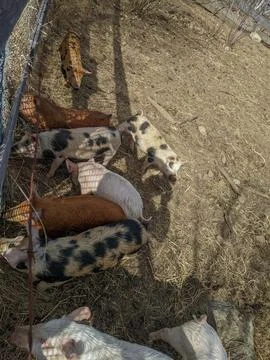 Overhead View of Diverse Piglets Lining Up Along a Fence in a Sunny Pen Foto stock