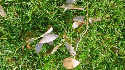 Overhead view of dry brown leaves and twig resting on sunlit green lawn with sho Stock Footage 345401933