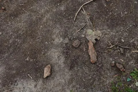 Overhead view of dry ground with scattered bark fragments twigs and a single Foto stock