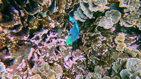 Overhead view during snorkeling, tracking the movement of a Greensnout 動画素材 332196812