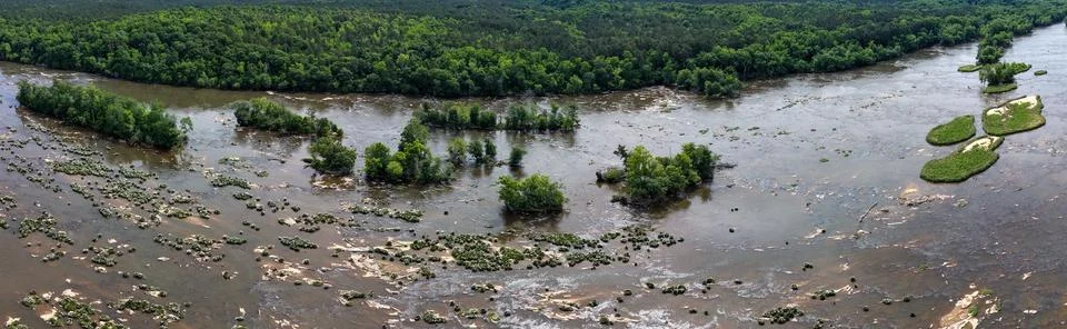 Overhead view of endangered Rocky Shoals Spider Lilies blooming along South.. Stock Photos