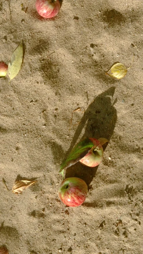 Overhead view of fallen apples and leaves on sunlit sandy ground with long shado Stock Footage 345401501