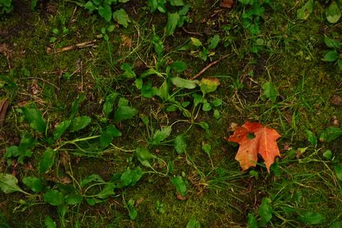 Overhead view of fallen orange maple leaf on mossy ground Фото