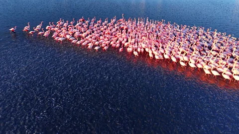 Overhead view of flamingo flock in circular formation, Bulgaria Stock Footage 336338598