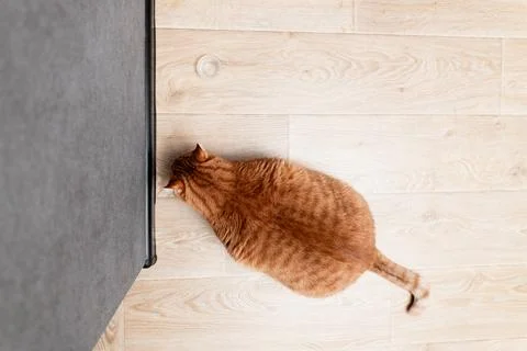 Overhead view of a fluffy ginger cat sniffing a dark gray textured surface .. Stock Photos