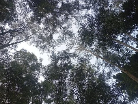 Overhead View of Forest Canopy Outdoors Stock Photos