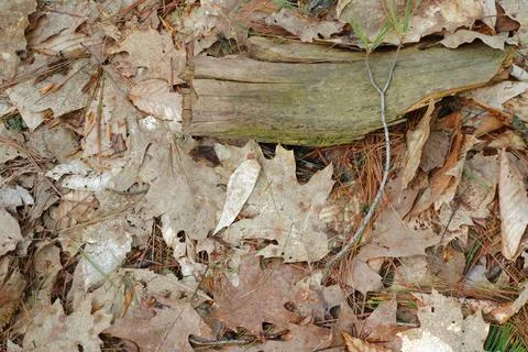 Overhead view of a forest floor covered in fallen oak leaves pine needles Фото
