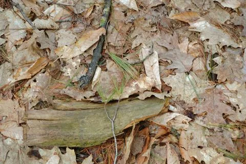 Overhead view of a forest floor covered in fallen leaves pine needles Stock Photos