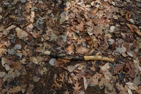 Overhead view of forest floor covered in fallen leaves and a single fallen Stockfoto's