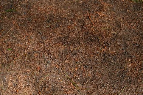 Overhead view of a forest floor covered in pine needles small rocks and sparse Фото